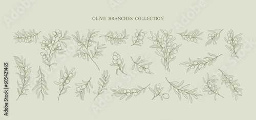 A set of hand drawn minimalistic line art olive branches . Vector modern floral Illustration. Elegant simple botanical drawings.