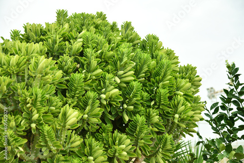 Euphorbia oleandroleaf - Shrub Succulent grows in southern latitudes photo