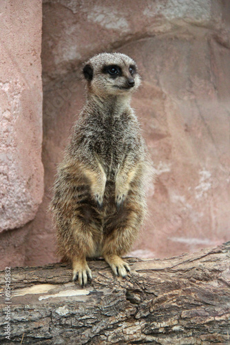 meerkat in a zoo in france  © frdric