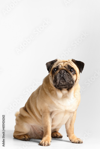 Purebred funny pug sits on a white background and looks into the camera with interest. © Наталья Марная