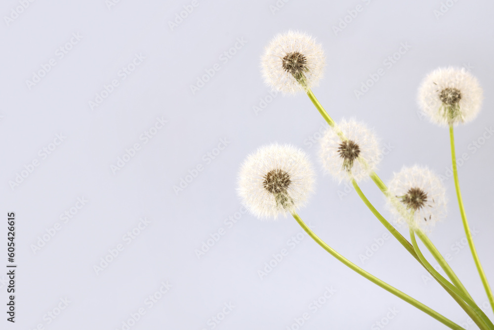Fototapeta premium Soft fluffy dandelions with white seeds on a light gray background with space for text. Goodbye spring, hello summer. Copy space