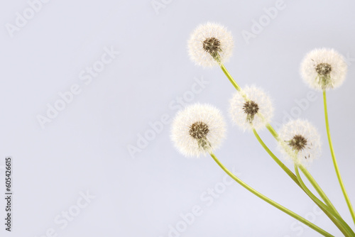 Soft fluffy dandelions with white seeds on a light gray background with space for text. Goodbye spring  hello summer. Copy space