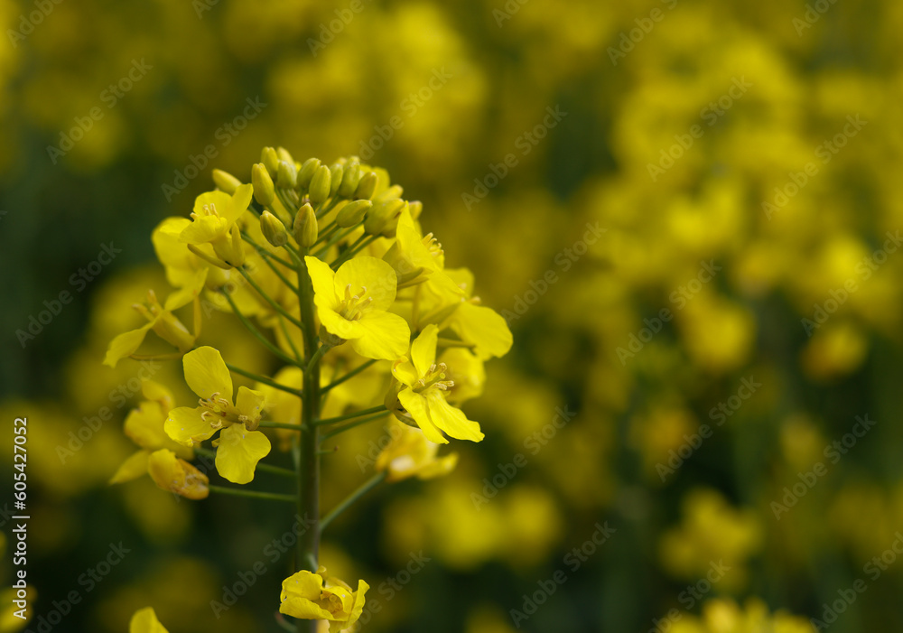 Rapsblüten Rapsblüten