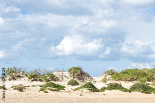 Dune system at Camposoto beach on the Atlantic coast with the ocean in the background; San Fernando; Cádiz; Andalusia; Spain.