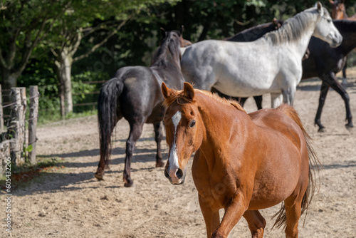 Fototapeta Naklejka Na Ścianę i Meble -  Big herd of horses in paddock paradise