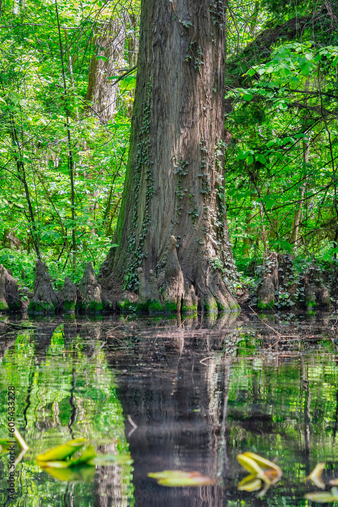 Large tree trunk and stumps reflecting in the water of a a lake swamp. Spring summer landscape. Large tree trunk and stumps reflecting in the water of a a lake swamp. Spring summer landscape.