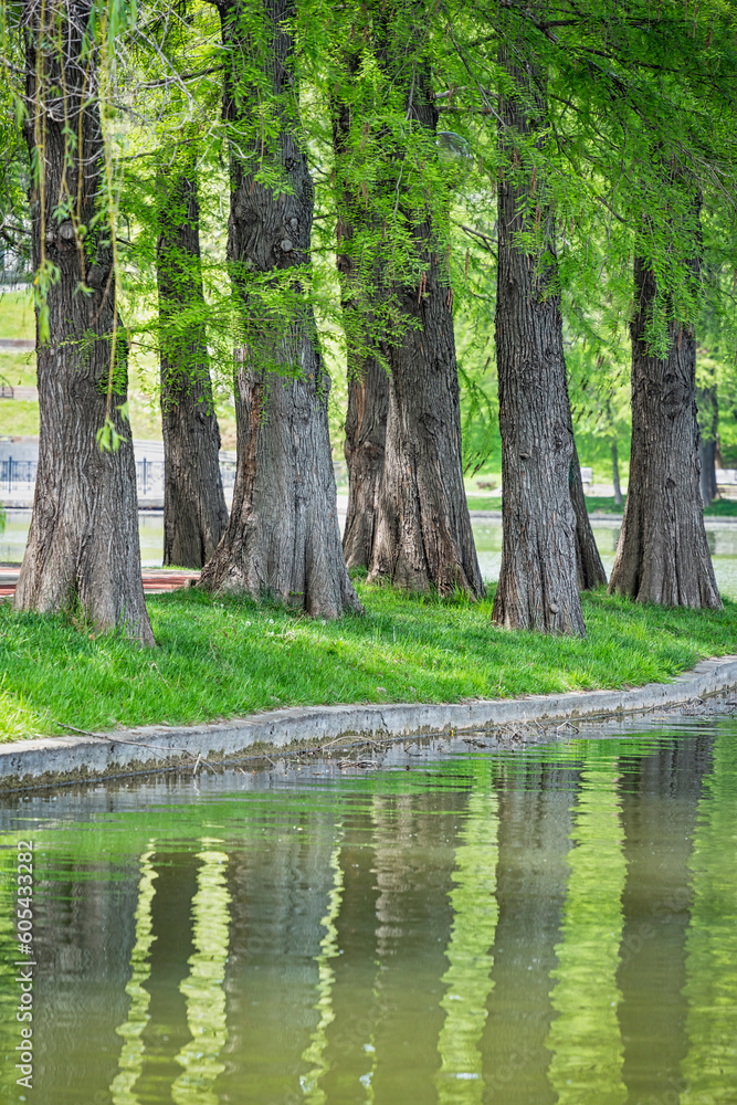 Fototapeta premium Large tree trunks reflecting in the water ofa a lake. Spring summer landscape in Titan Park in Bucharest, Romania.