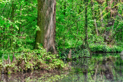 Large tree trunk and stumps reflecting in the water of a a lake swamp. Spring summer landscape. © Cristi