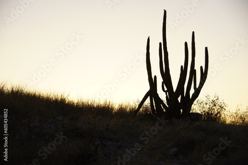 Cactus a contraluz durante el atardecer.