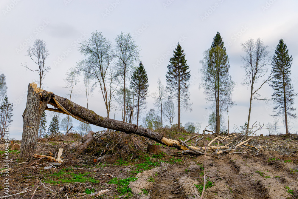 Deforestation. A view of the logging site. Stumps, fallen trees, branches