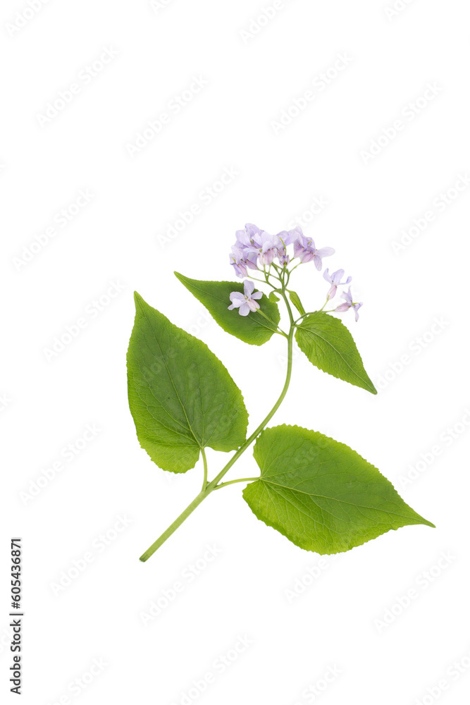 Fototapeta premium Lunaria annua, called as honesty, lilac flowers, close up. Hesperis matronalis, Money plant or Moneywort. isolated on white backgraund.