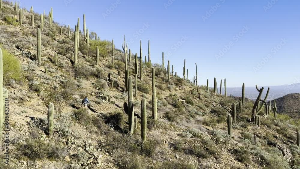 Female Hiker Climbs Hill Side In Cactus Forest on the Sweetwater Trail in Saguaro Female Hiker Climbs Hill Side In Cactus Forest on the Sweetwater Trail in Saguaro