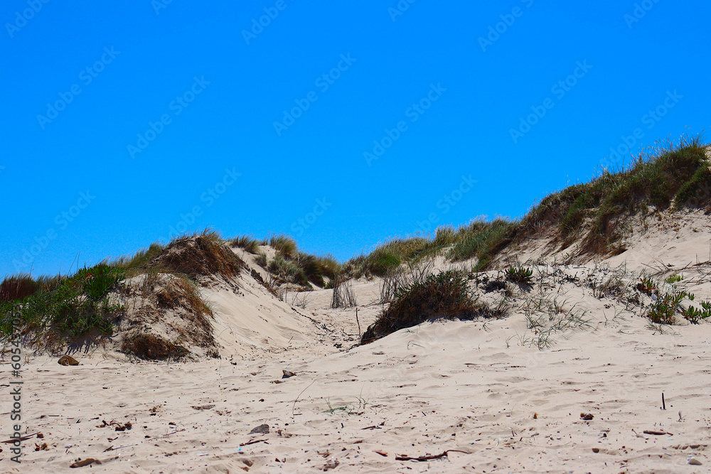 Fototapeta premium Panoramic view over the dunes of Peniche Beach, Portugal, with its vegetation. In the background, the vivid blue sky.