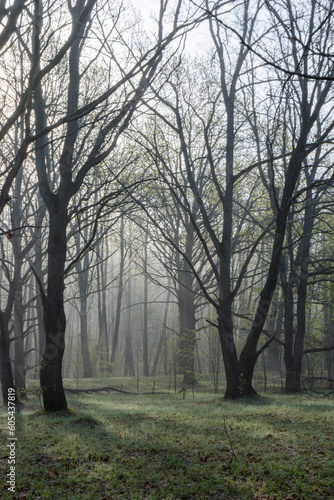 Beautiful landscape in a spring park with trees at morning