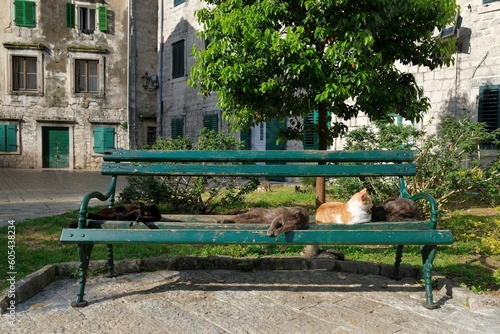 A lot of cats lie on a wooden bench in Kotor  Montenegro. Kotor is a beautiful historic city on the Unesco list.