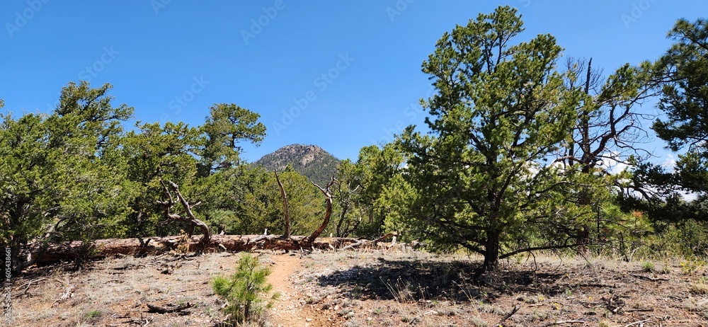 Fototapeta premium A view of Shaggy Peak in Santa Fe National Forest, New Mexico. 