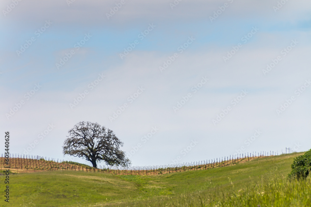 Looking up a green hillside with a large oak tree on the left. A vineyard is at the top of the hill. A blue sky with wispy clouds 