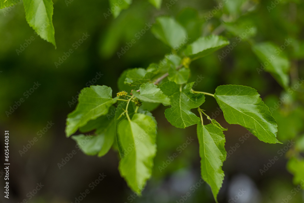 close up of budding mulberry branch close up of budding mulberry branch