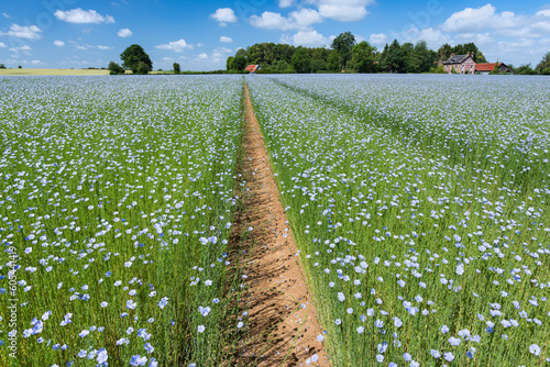 Εκτύπωση καμβά Champ de lin en fleur en Seine-maritime. Ciel bleu avec nuages