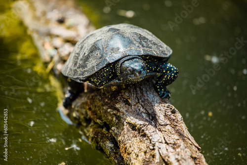 Europäische Sumpfschildkröte sitzt auf Baumstamm im Wasser