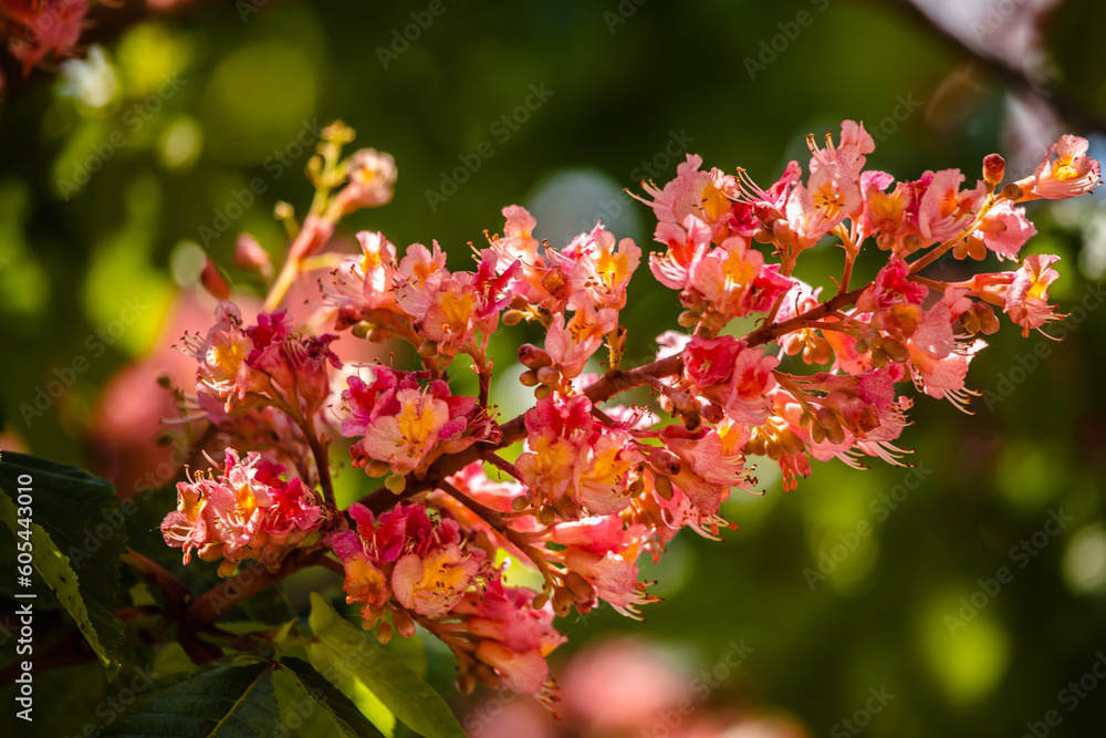Obraz premium Blüten einer fleischroten Rosskastanie