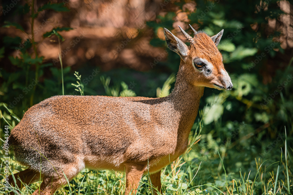 Obraz premium Dikdik steht im Gras