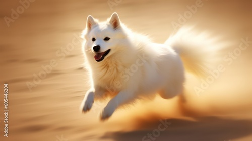 white dog on the beach