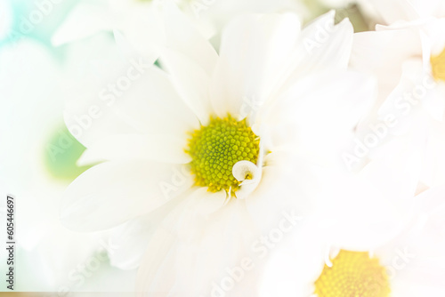 Beautiful white chrysanthemums close-up with sunlight. Beautiful daisy card with space for copy  gift for mother s day  birthday  wedding. Banner with blue gradient colors