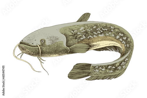 Big river catfish. Fresh water fish