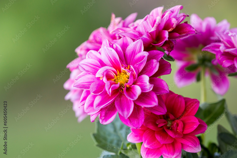 beautiful Dahlia flowers in the garden beautiful Dahlia flowers in the garden