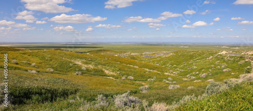 Rolling hills at Carrizo national monument during spring time  with wildflower bloom.