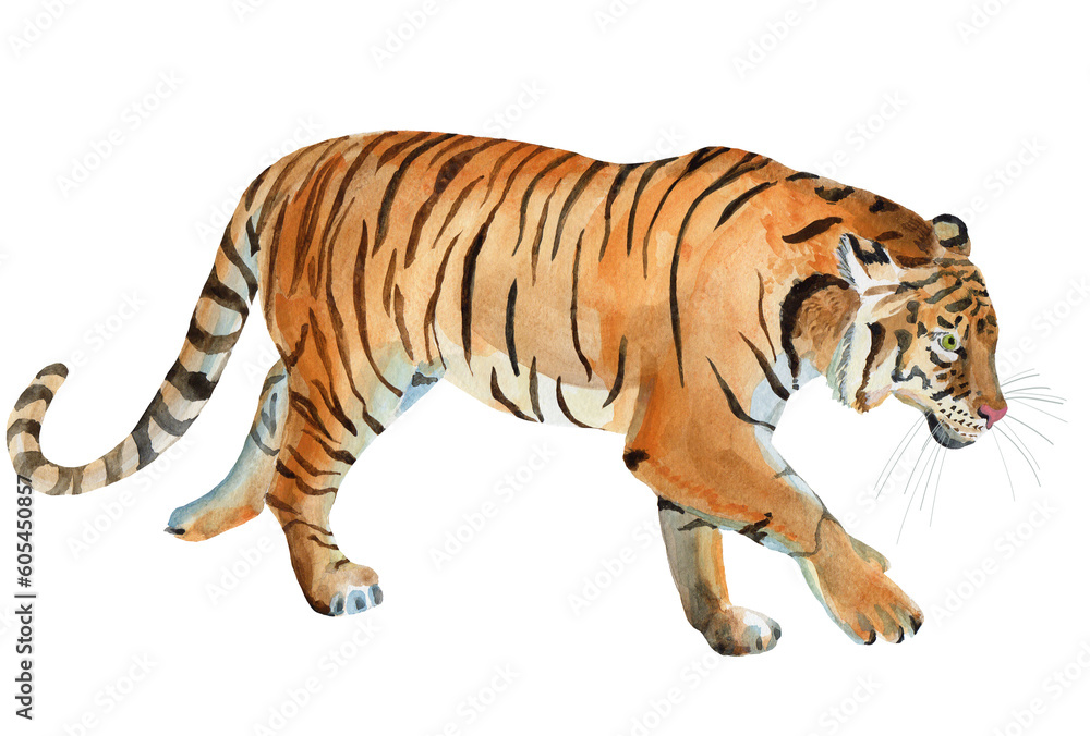 Obraz premium Watercolor hand painted tiger on white background