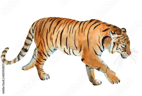 Watercolor hand painted tiger on white background
