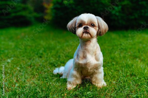 Shih tzu dog sitting on grass in garden