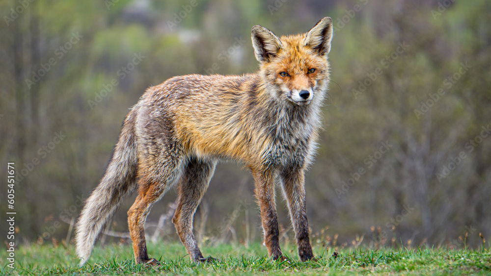 Red fox and blurry landscape Red fox and blurry landscape