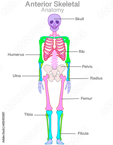 Skeletal anterior anatomy. Human front skeleton color parts structure. Head, arm, leg, shoulder, chest general bones names. Skull rib, humerus, pelvis, ulna, radius, femur, tibia, fibula. Draw vector