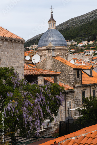 Old town of Dubrovnik, Croatia with blooming wisteria. Spring travel concept. Guided tour of the old city.