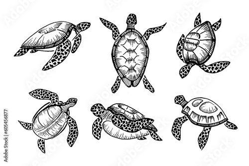 Set of big sea turtle cartoon cute animal design ocean tortoise swimming in water. Outline, line art hand drawn sketch vector illustration isolated on white background