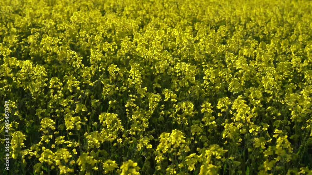 Blooming rapeseed field on a sunny day. Large field of flowering rapeseed or Canola oilseed. Blooming rapeseed field on a sunny day. Large field of flowering rapeseed or Canola oilseed.