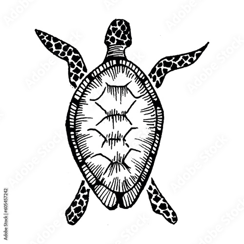 Set of big sea turtle cartoon cute animal design ocean tortoise swimming in water. Outline, line art hand drawn sketch vector illustration isolated on white background