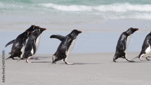 Rockhopper penguin in Falkland Islands