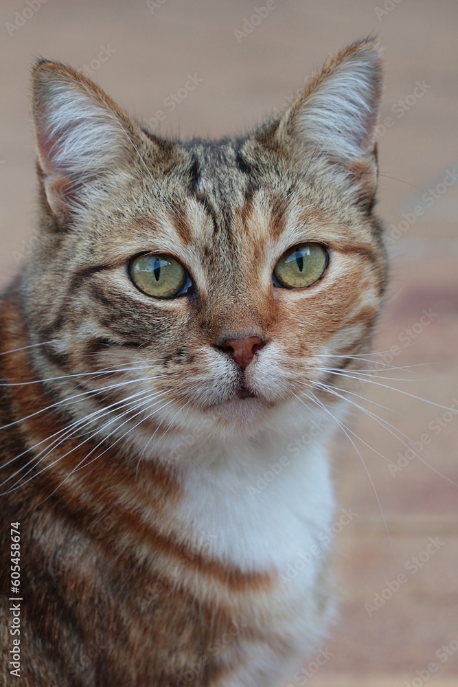 Multi-colored striped female tabby cat looking at the camera
