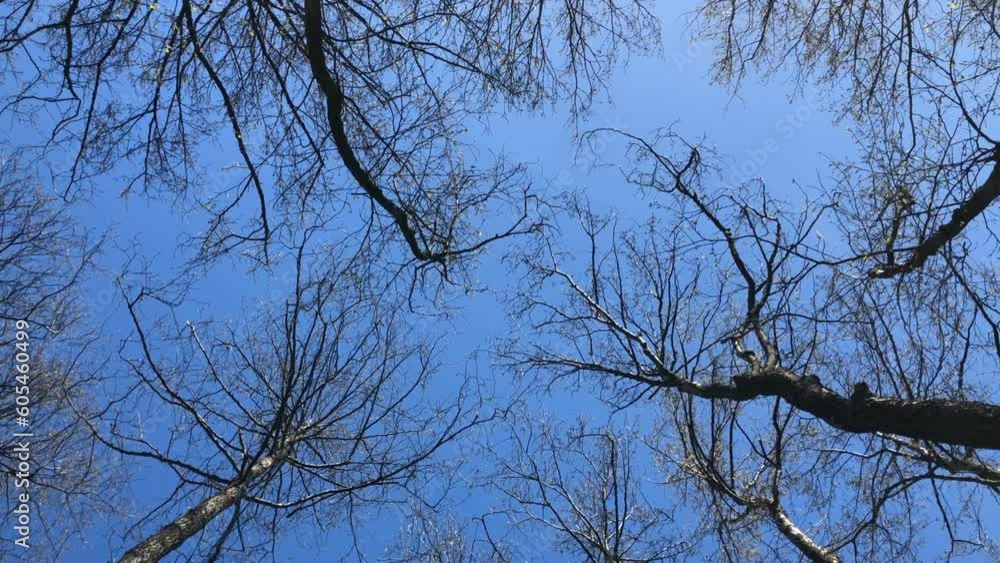 tall bare trees swaying high overhead, low angle view tall bare trees swaying high overhead, low angle view