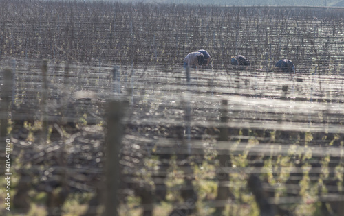 ouvriers agricoles en train de tailler des ceps de vignes en bourgogne en hiver photo