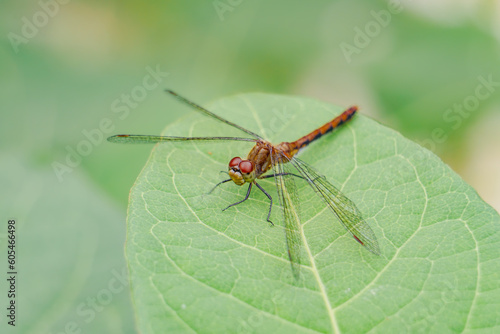 Red Dragonfly Sits on Green Leaf in Macro Garden Photo with Complimentary Colors © Christine Grindle