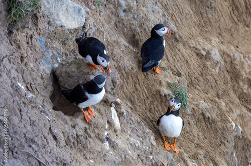 Arctic Puffins gathering at Flamborough Head for breeding season
 photo