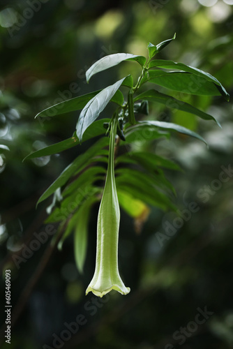 Dominican Bellflower (Cubanola domingensis) blooming in tropical garden photo
