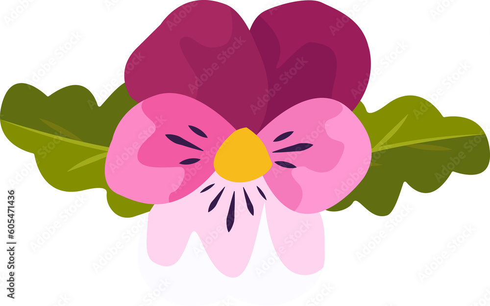 isolated summer violet flower head with pink petals png isolated summer violet flower head with pink petals png