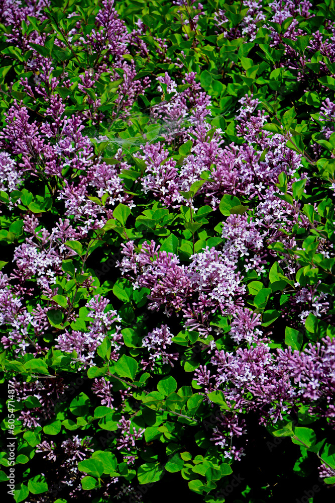 Obraz premium Lilak Meyera 'Palibin', Syringa meyeri 'Palibin', bez