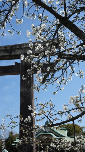 Sakura Yukimura, Osaka Castle, Japan. photo